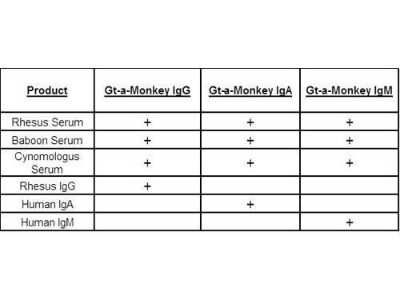 Western Blot: Goat anti-Monkey IgM Heavy Chain Secondary Antibody [FITC] [NBP1-73455] - This table displays additional reactivity among various species of serum and immunoglobulin. A (+) indicates antibody reactivity to the corresponding target.